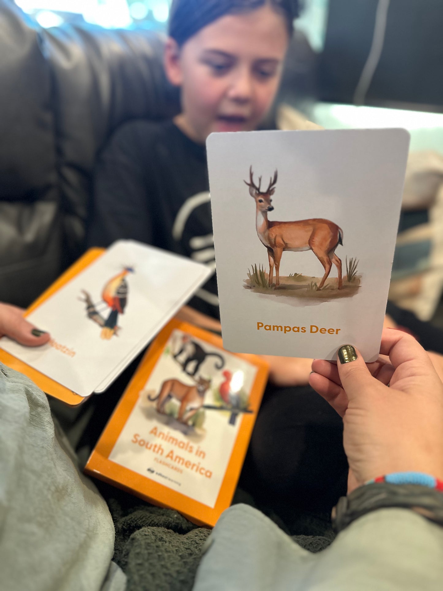 Animals in South America Flashcards