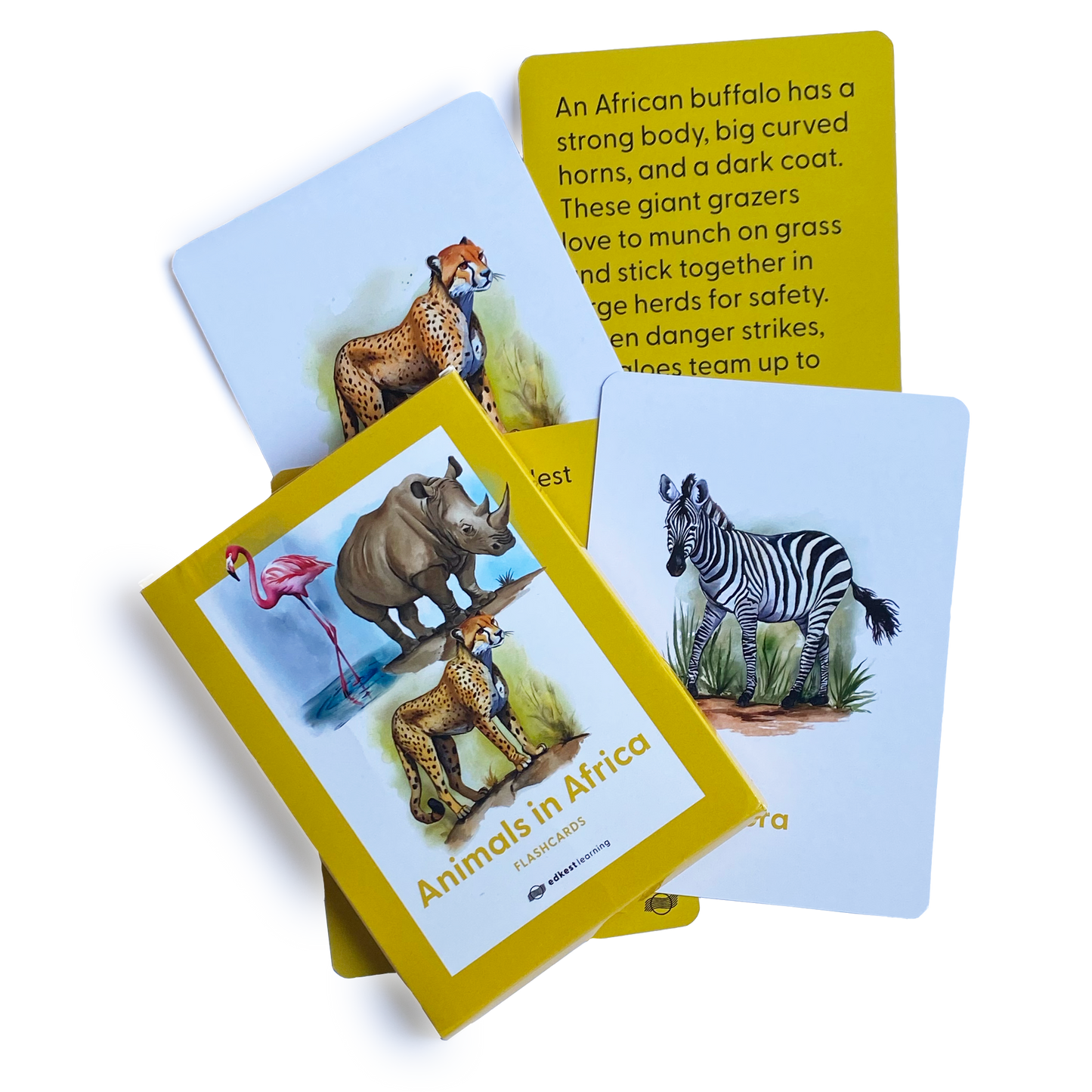 Animals in Africa Flashcards