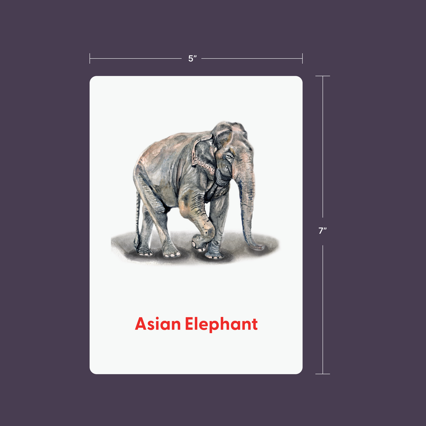 Animals in Asia Flashcards