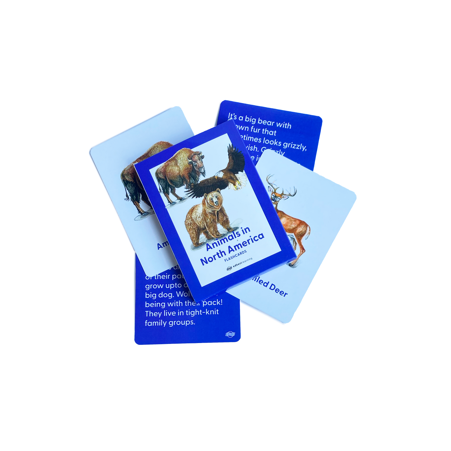Animals in North America Flashcards