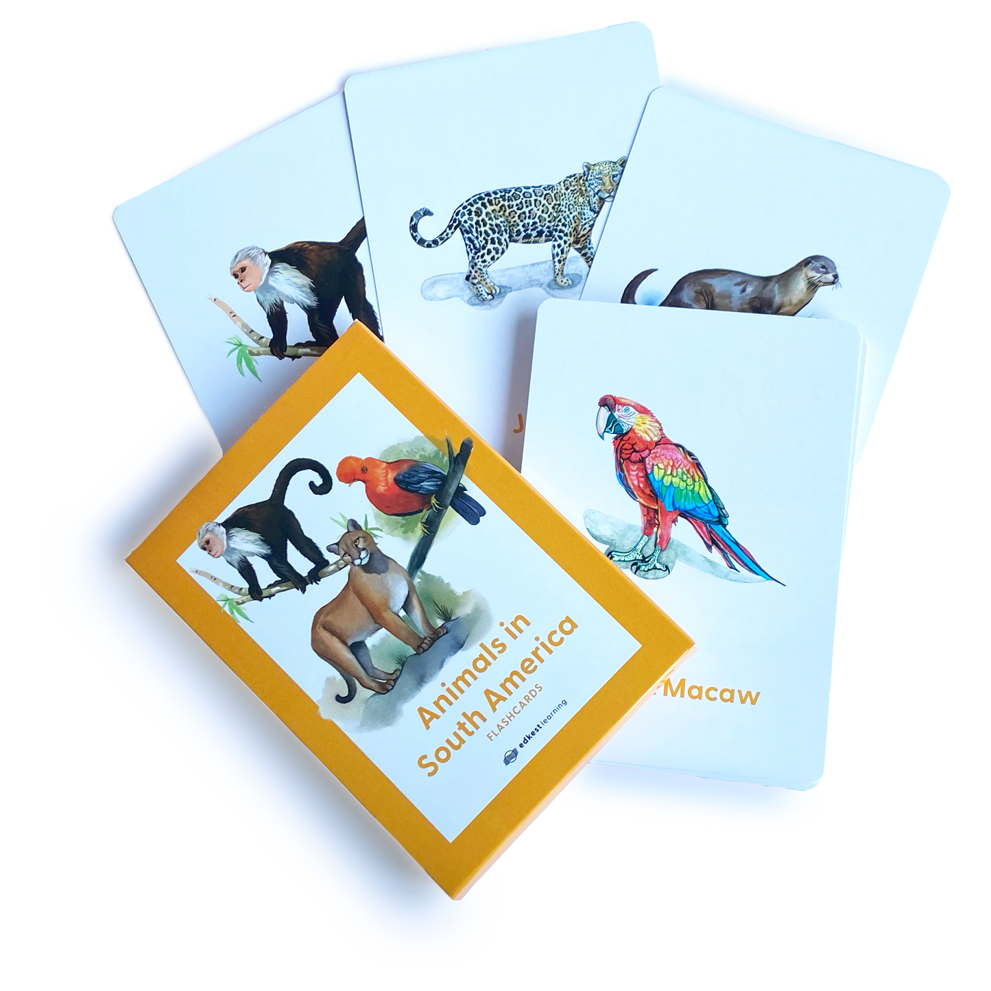 Animals in South America Flashcards